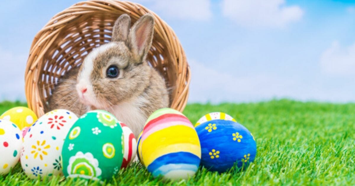 A rabbit is seen next to several Easter eggs in the stock photo above.