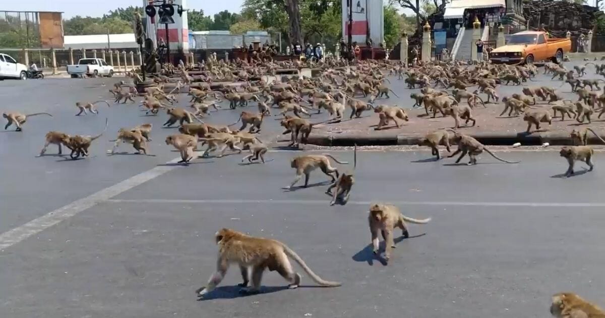 Dozens of wild monkeys run through the streets of Lopburi, Thailand.