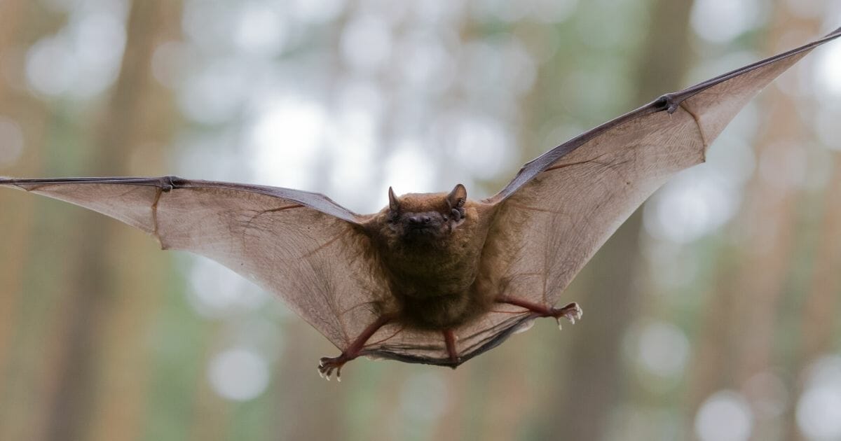 A bat flies through the air in Hanover, Germany.