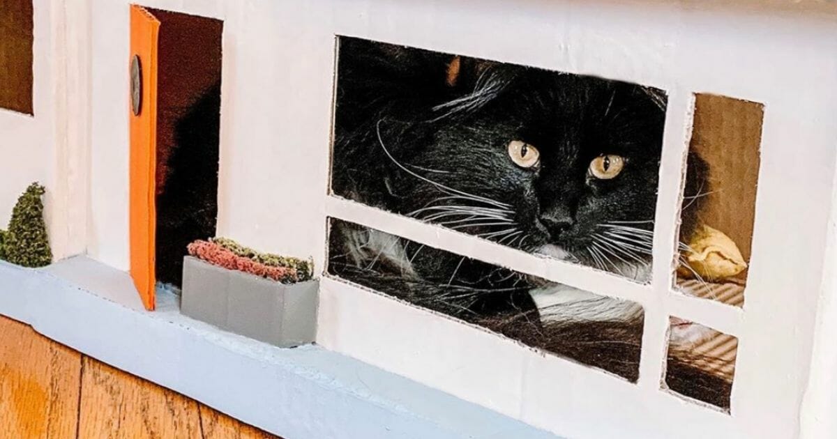 Huckleberry and Floyd have a custom-built a cat condo.