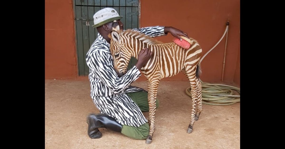 Carers for this baby share the same striped suit so that the baby will recognize and trust them.