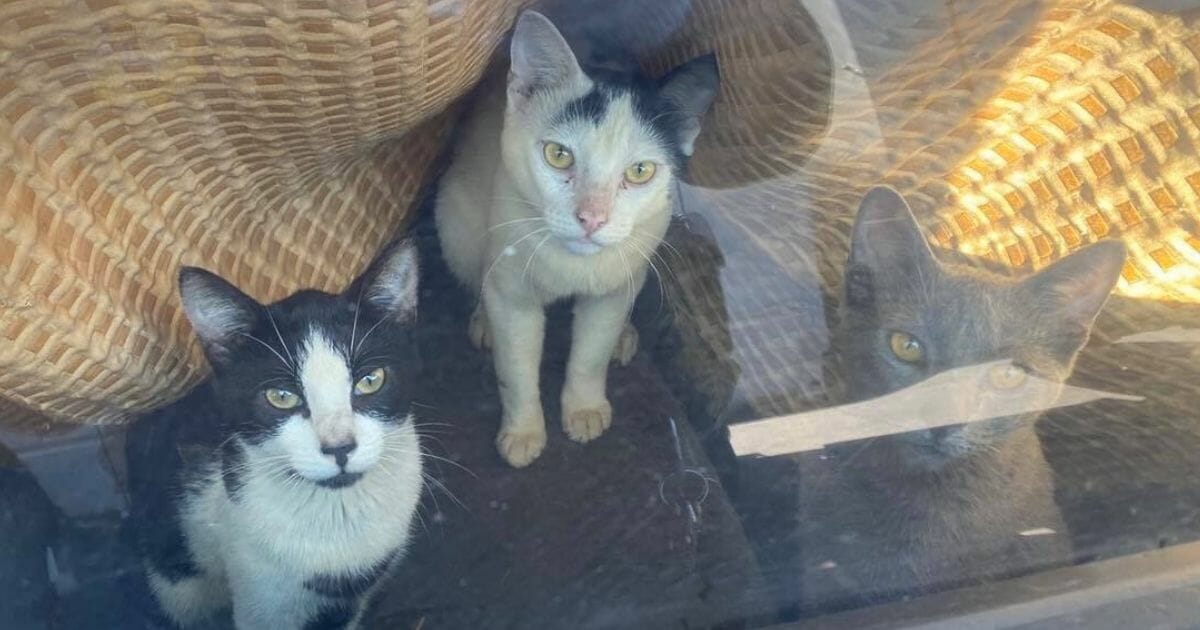 Rescuers removed 24 cats from a car, and then days later returned to find 42 more cats hidden on the property.