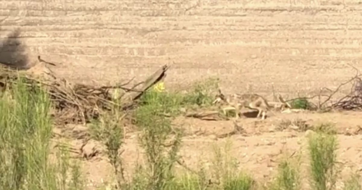 Coyote and roadrunner.