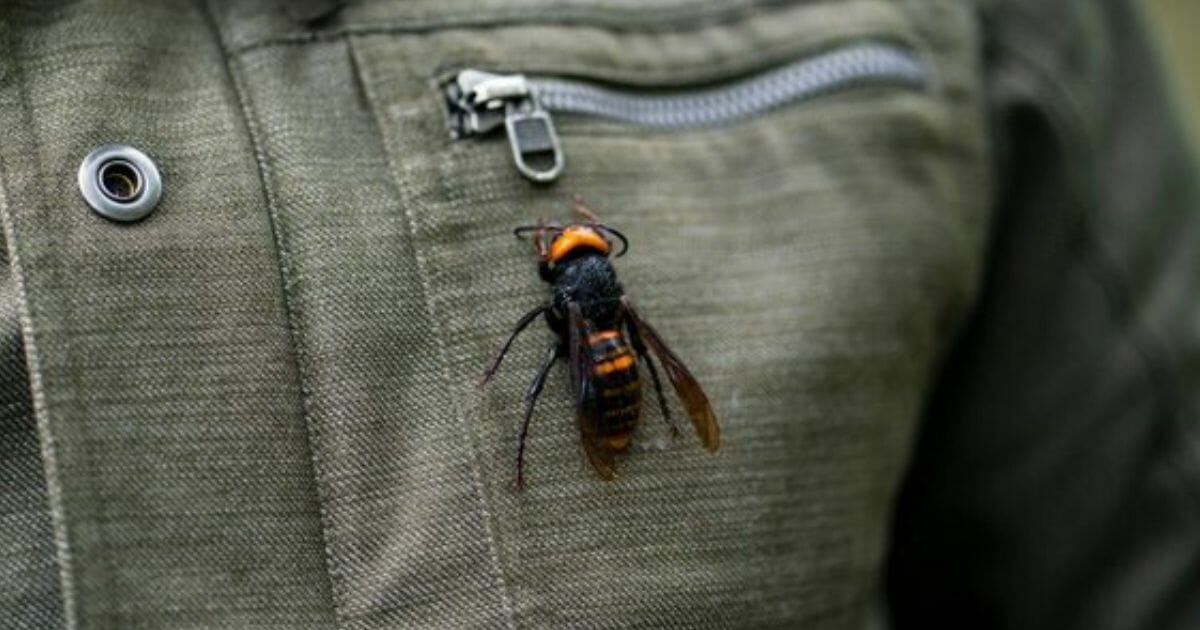 The Asian giant hornet, which can decimate bee colonies and is responsible for 50 deaths a year in Japan, is now in Washington state.