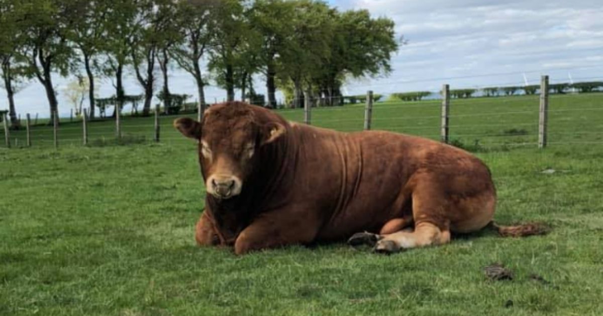 A bull in Scotland knocked out power to 800 people after scratching itself on a pole.