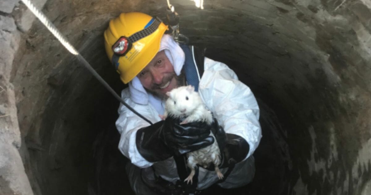 When the family pet ran into the sewer system, two workers managed to save the critter using a basketball.