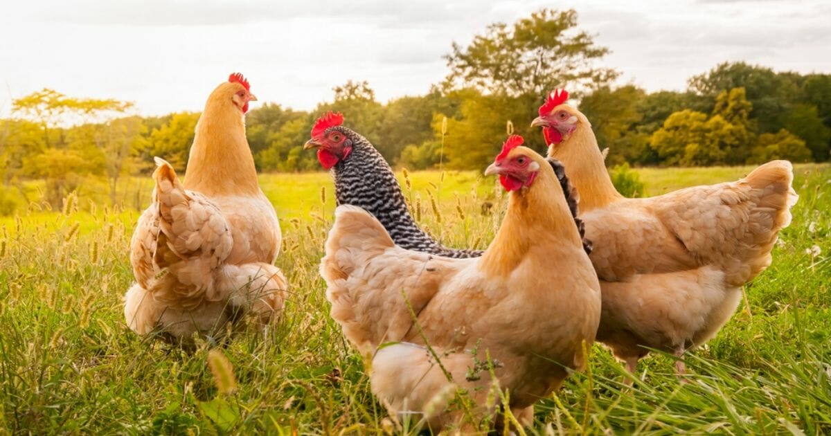 Chickens are seen in the stock photo above.