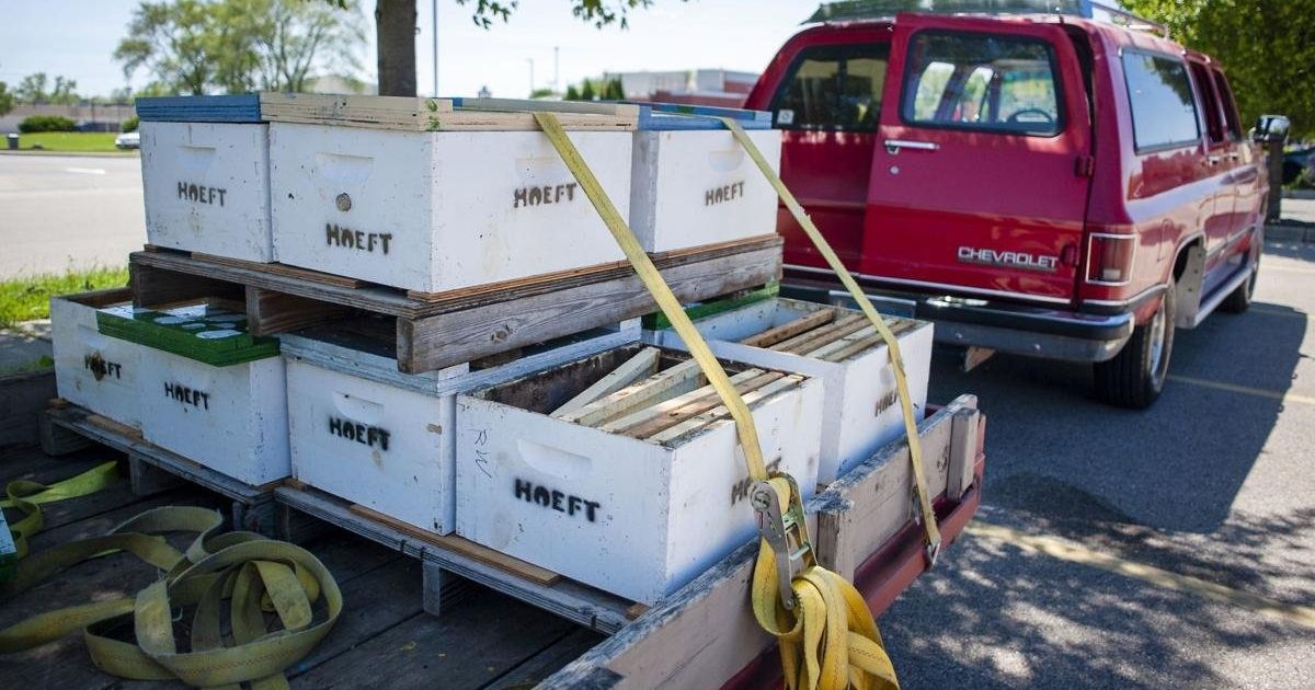 As the protests that have flared throughout America came to Janesville, Wisconsin, this week, so did what one man dubbed his "riot control bees."