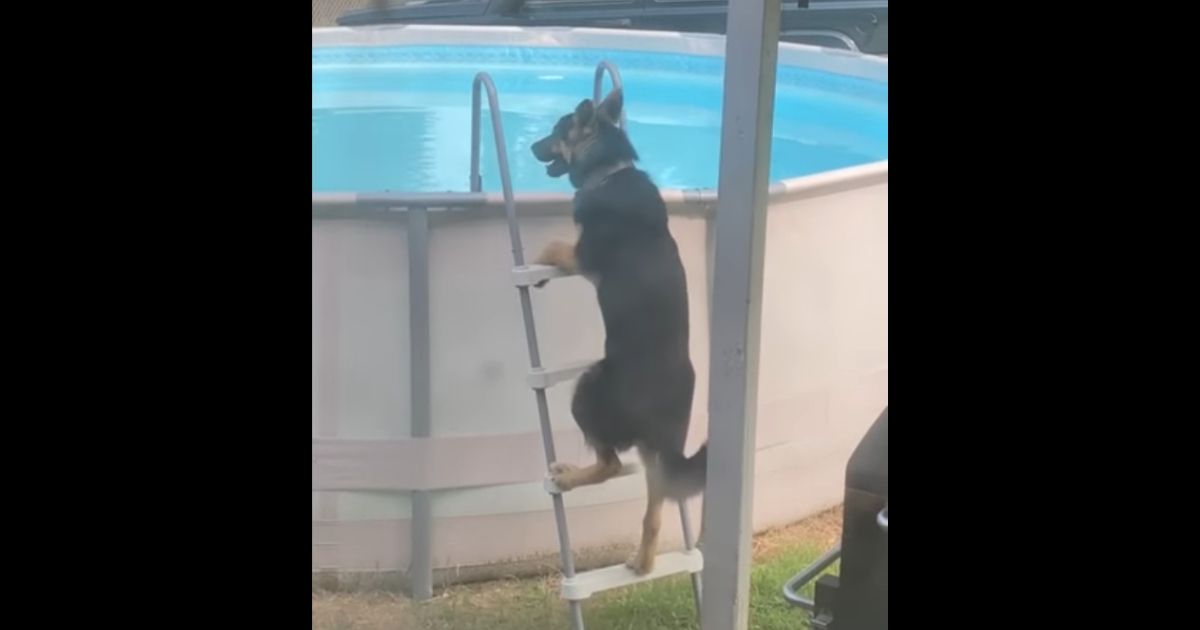 A dog in North Carolina has taught himself to use a ladder so he can get in the pool whenever he wants.