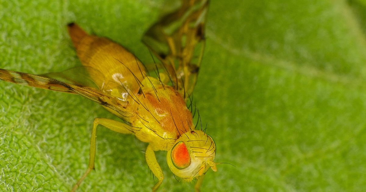 A drosophila fruit fly is seen in the stock image above.