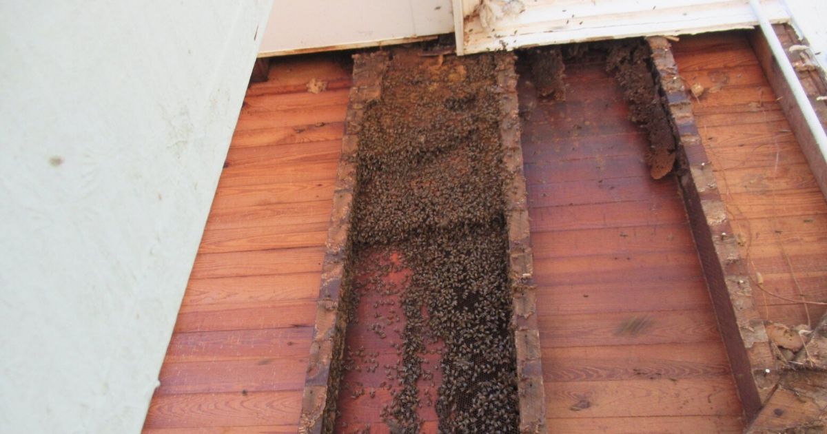honeycombs in wall of Tennessee home