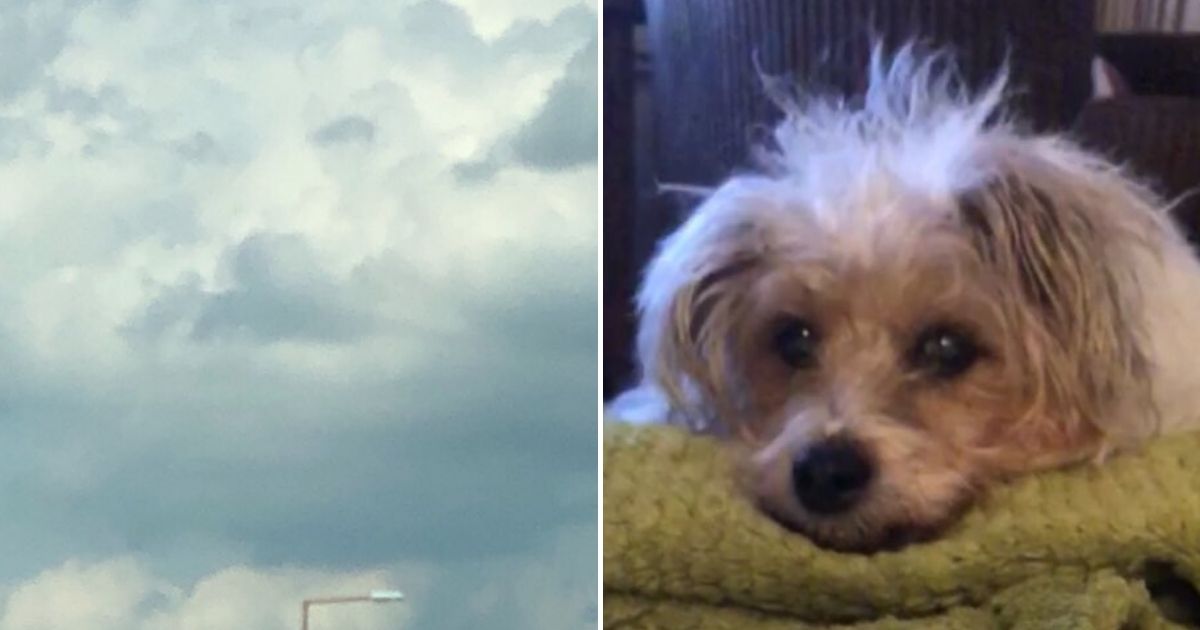 Dog in Clouds