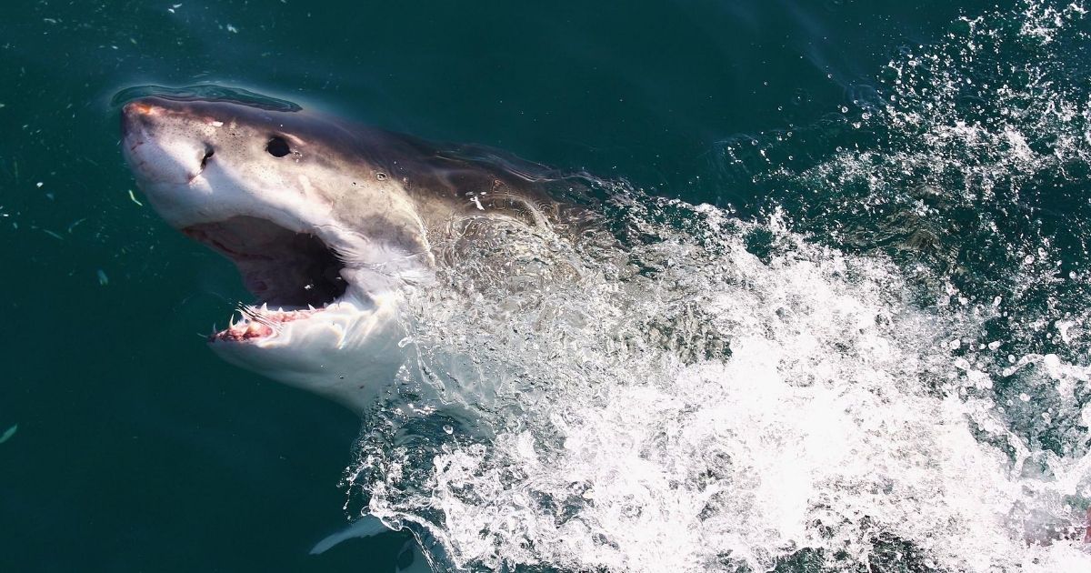 A great white shark swims in Shark Alley near Dyer Island in Gansbaai, South Africa, on July 8, 2010.