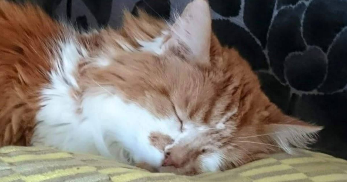 Rubble, the cat who died at 31 years old, sleeping.