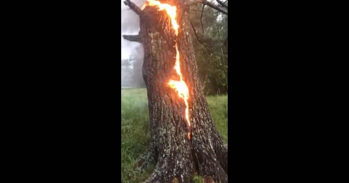 A tree that caught on fire after being struck by lightning in Wales, Maine.