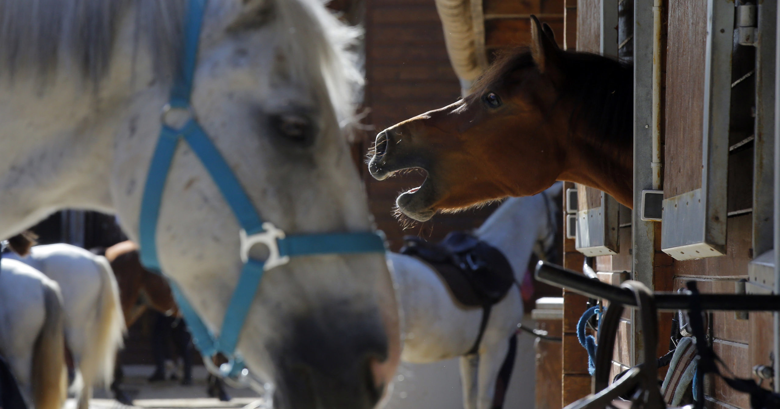 Horses stand in a box at an equestrian club in Les Yvelines, west of Paris, on Aug. 28, 2020. Attackers are going after horses and ponies in pastures across France in what may be ritual mutilations.