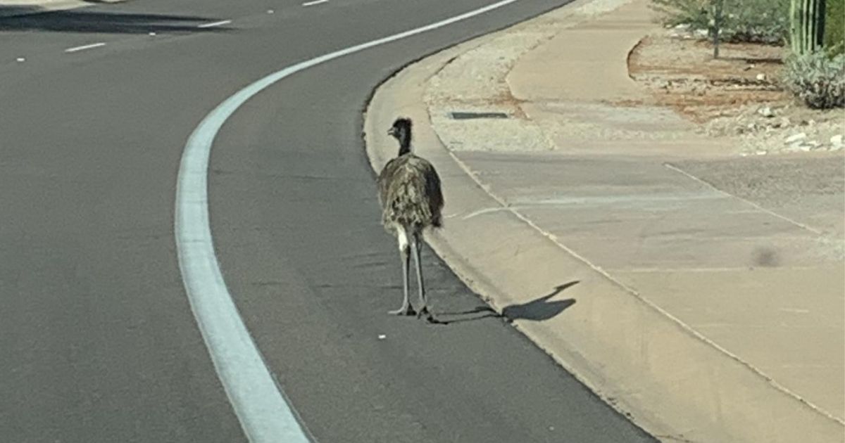 An emu was spotted walking down the road near a Scottsdale golf course.