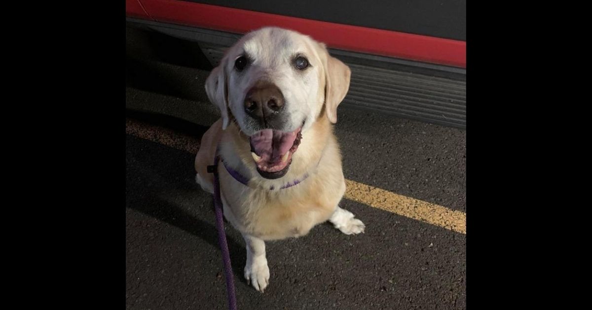 Henry, a 13-year-old Labrador retriever that was abandoned by his owner at a park in Vancouver, Washington.