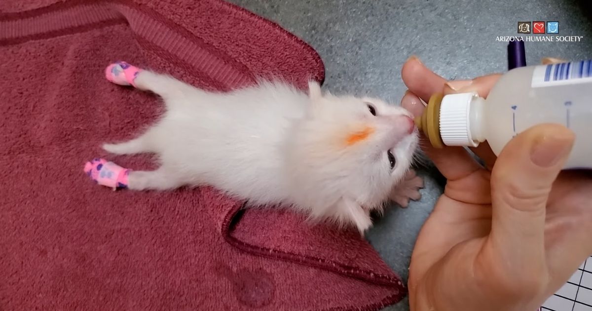A kitten named Zion at the Arizona Humane Society has tiny splints made out of tongue depressors, gauze and medical wrap.