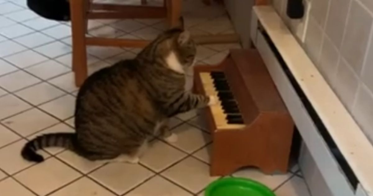 Winslow, a cat in Philadelphia, plays the piano whenever he wants food.