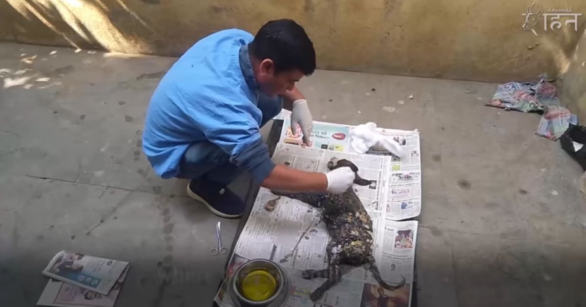 A rescuer uses olive oil to remove tar from a rescue puppy.