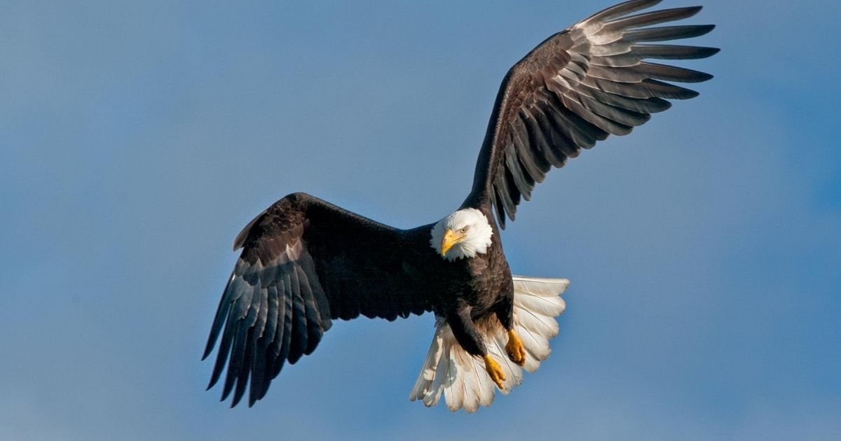 A bald eagle pictured in flight.