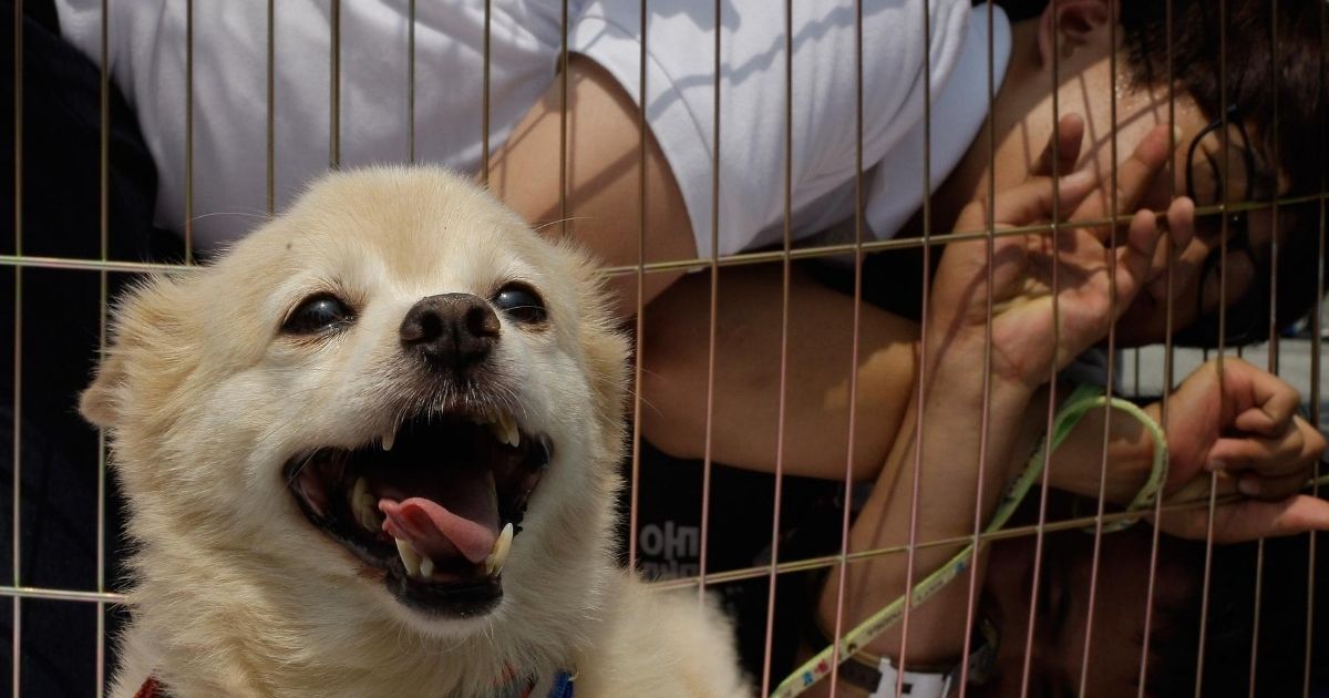 Members of an animal-rights group confine themselves to a cage in Seoul, South Korea, in 2012 as a protest against eating dog meat, a traditional dish in North Korea and South Korea.