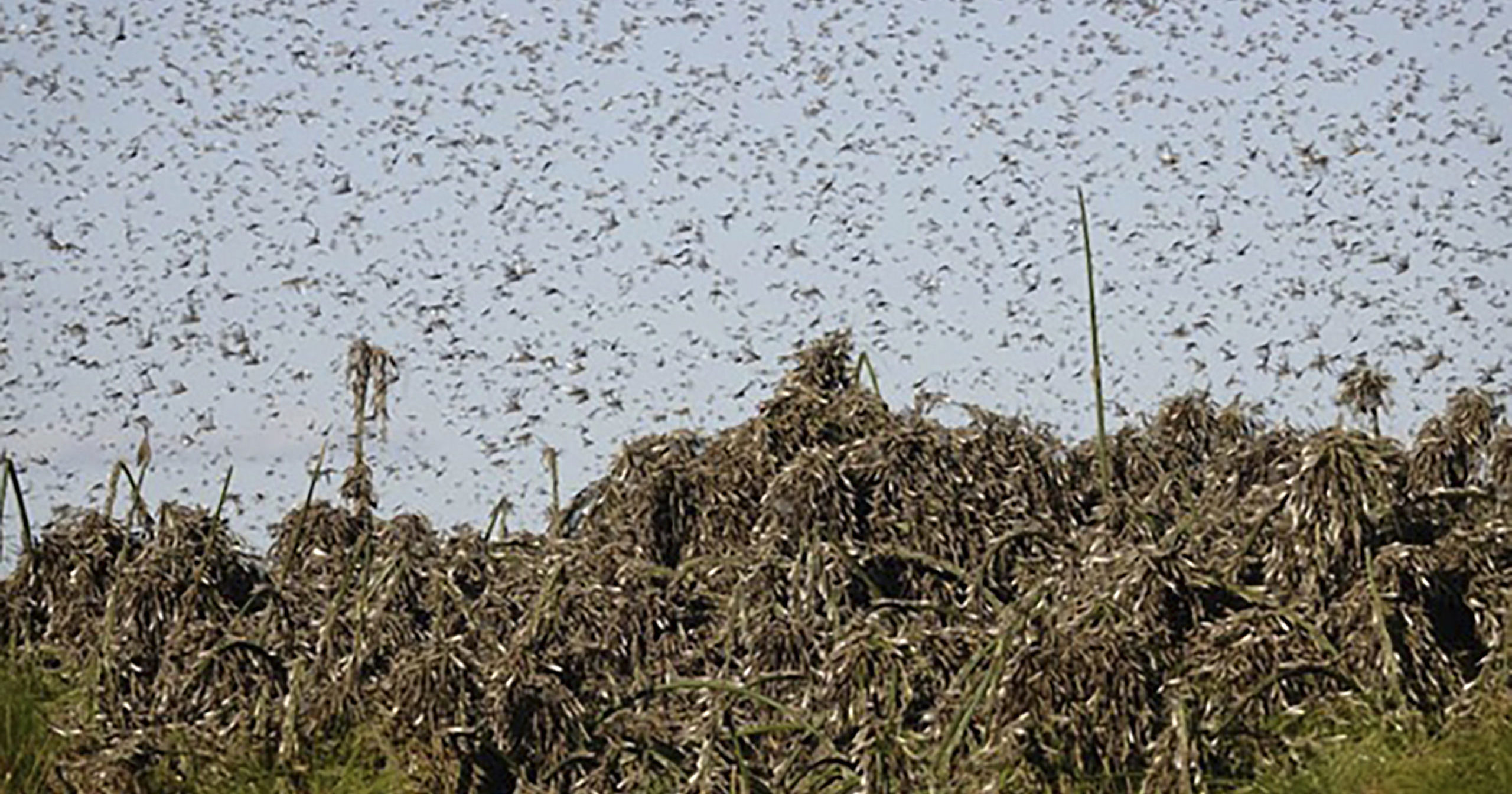 In this undated photo provided by the Food and Agriculture of the United Nations on Sep. 4, 2020, locusts swarm in Botswana.