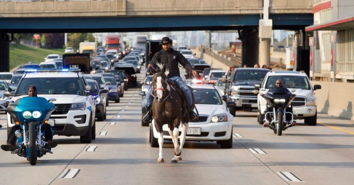 A man dubbed Chicago's “Dreadhead Cowboy” allegedly galloped into the waiting arms of police Monday after apparently deciding to ride his horse on the city's Dan Ryan Expressway in the middle of rush hour.