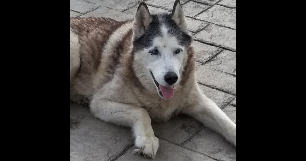 Luka, a 14-year-old dog who fell in a pool and likely would have drowned if an Amazon driver hadn't heard and rescued him.