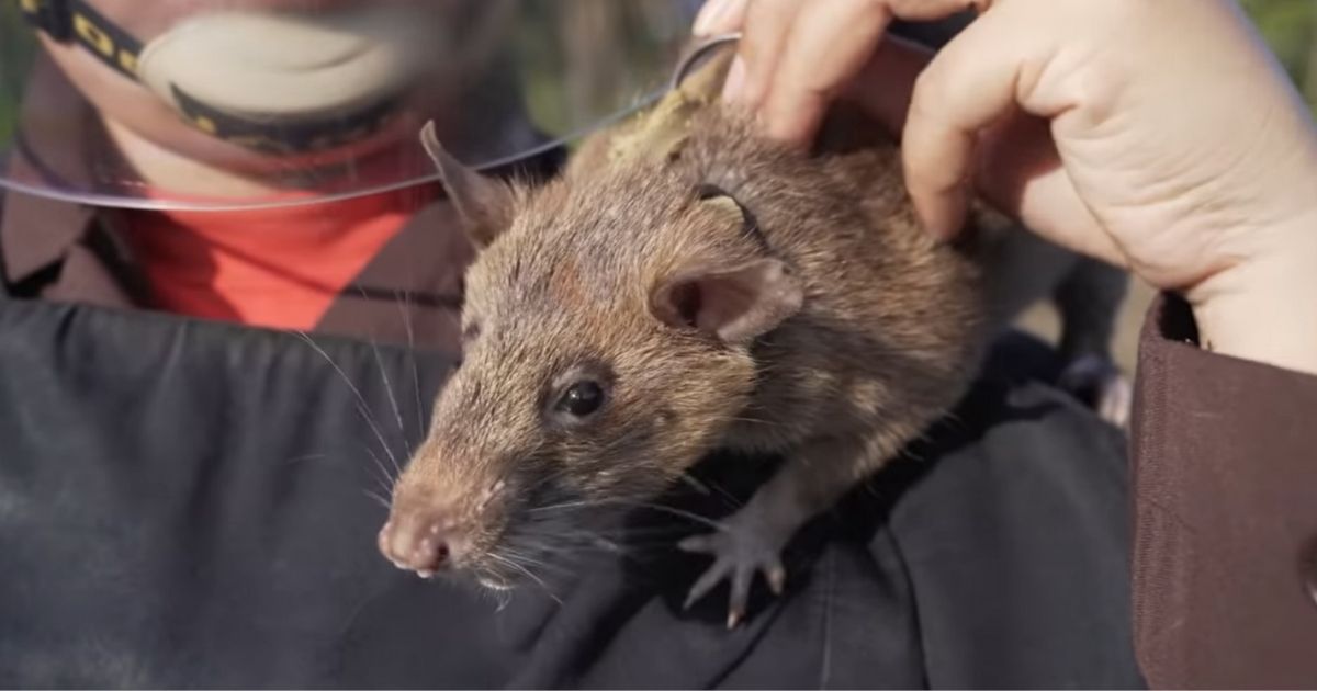 Magawa is an African giant pouched rat who has been trained to detect landmines.