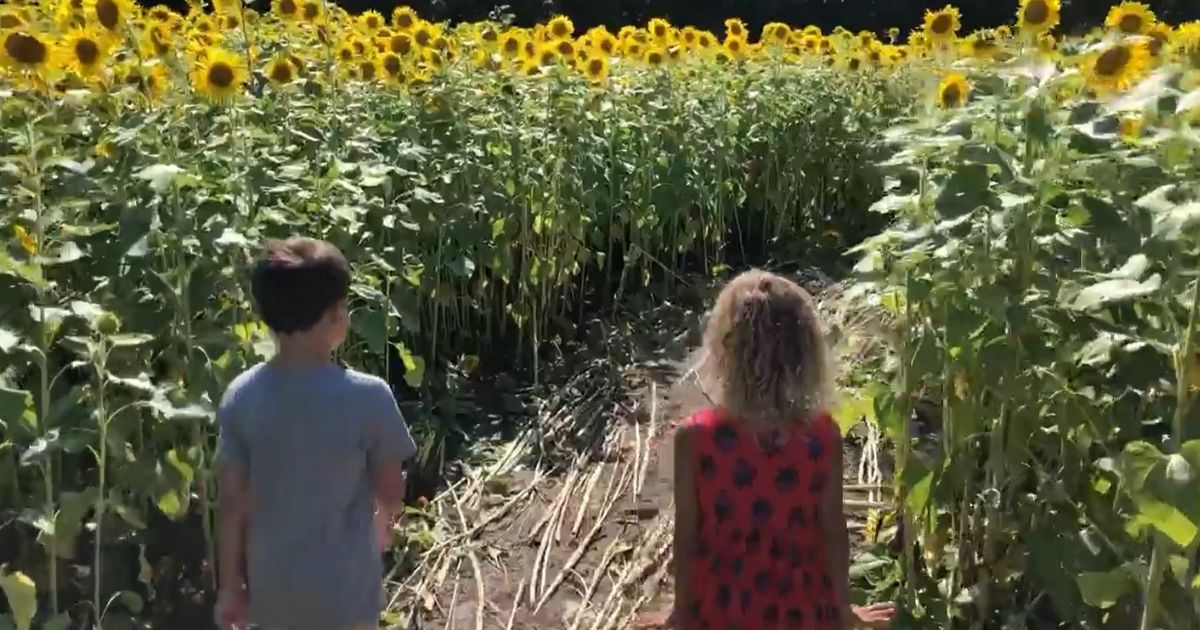 Kids walk through a sunflower field