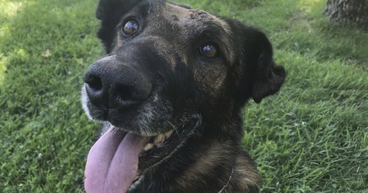 This Aug. 28, 2020, photo provided by the USDA Forest Service shows an 11-year-old Belgian Malinois named Ice, a highly decorated U.S. Forest Service police dog, the day after he suffered nine stab wounds during a marijuana raid in Northern California.