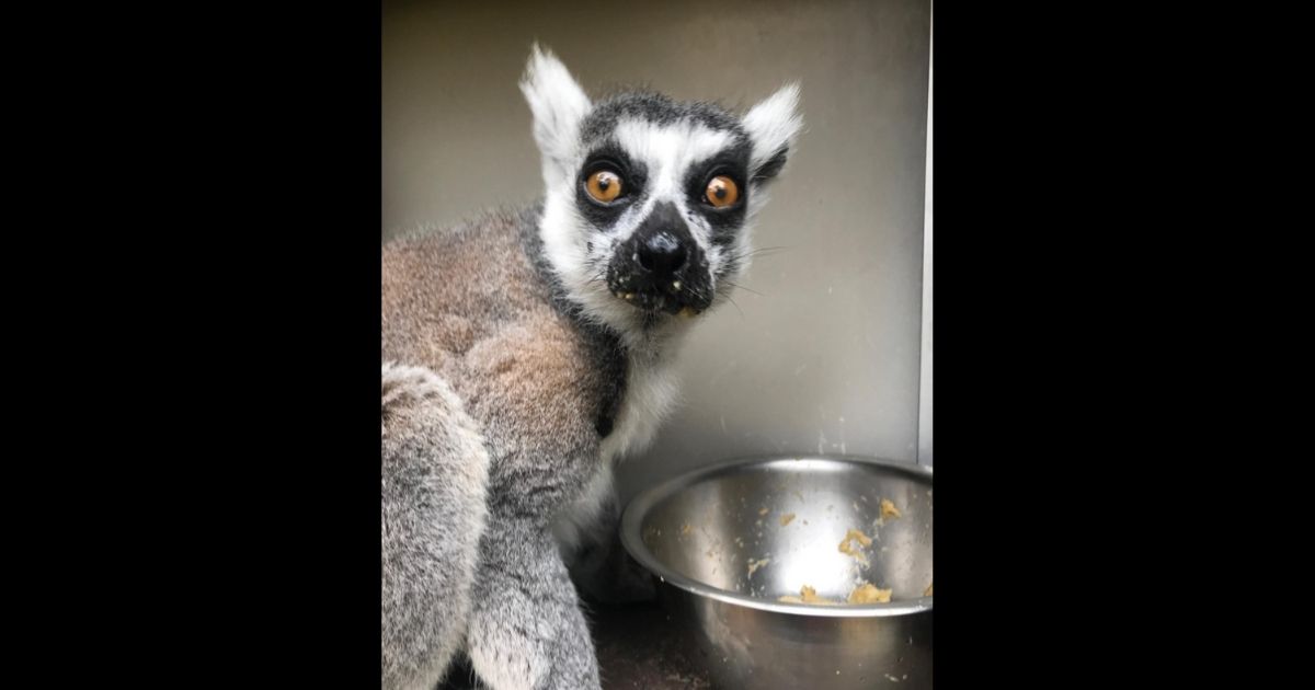 The theft of Maki, an arthritic 21-year-old lemur, made the news Wednesday in San Francisco and beyond when zoo officials reported the animal missing and found evidence of forced entry at his enclosure.