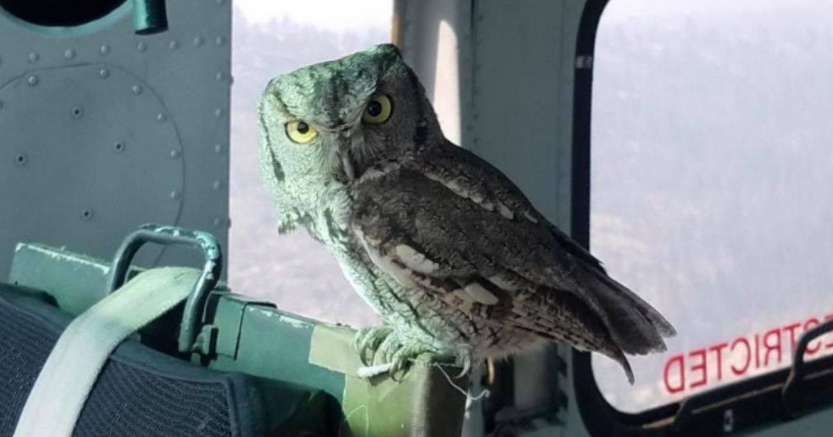 An owl sits on the back of a seat while the pilot drops water on the Creek Fire in California.