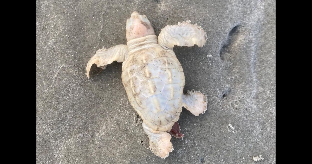The Kiawah Island Turtle Patrol found a lone white baby sea turtle Sunday on the South Carolina town's beach.