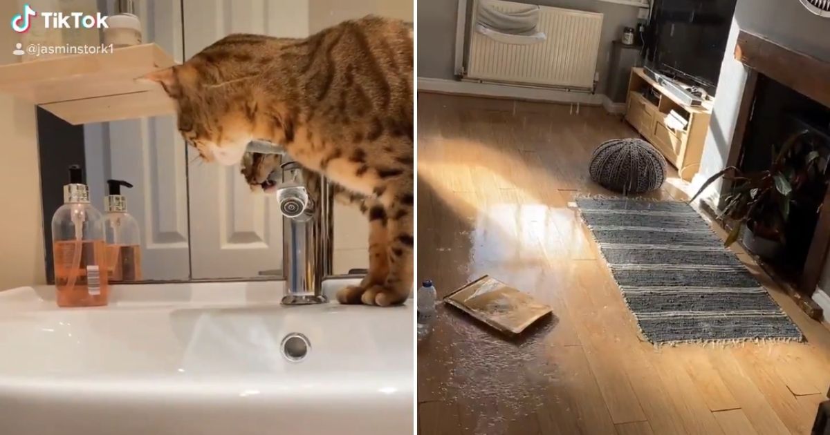 Clever cat turns on sink