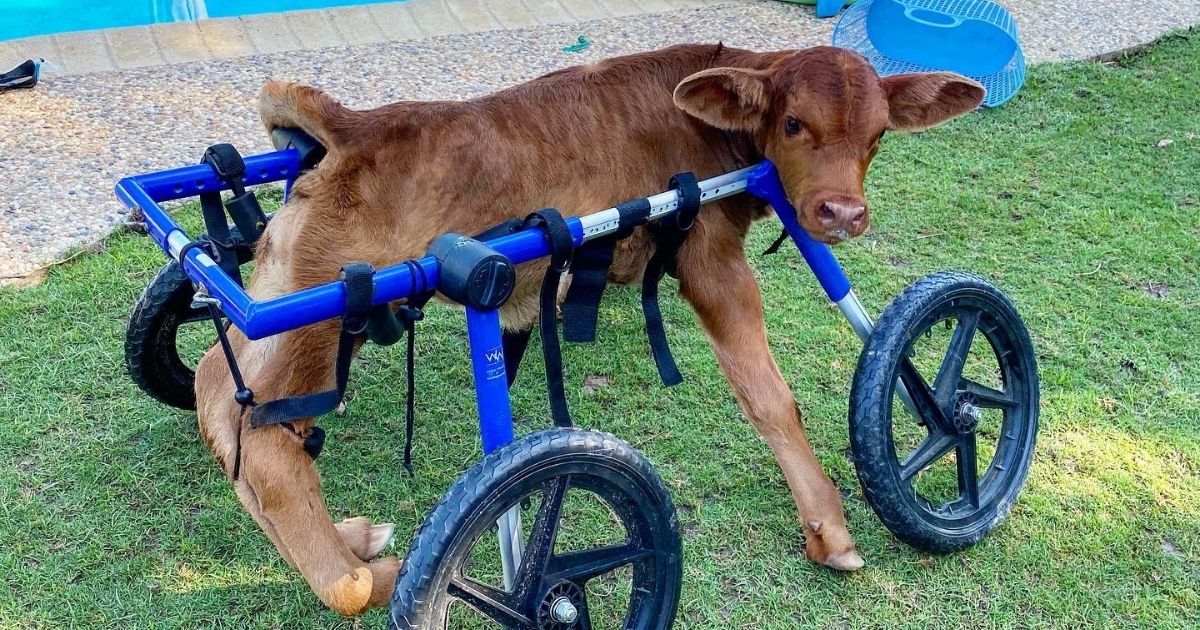A calf in a specially designed sling at "Safe in Austin," a rescue for animals with health issues or past abuse that offers opportunities for children with similar histories to bond with animals.