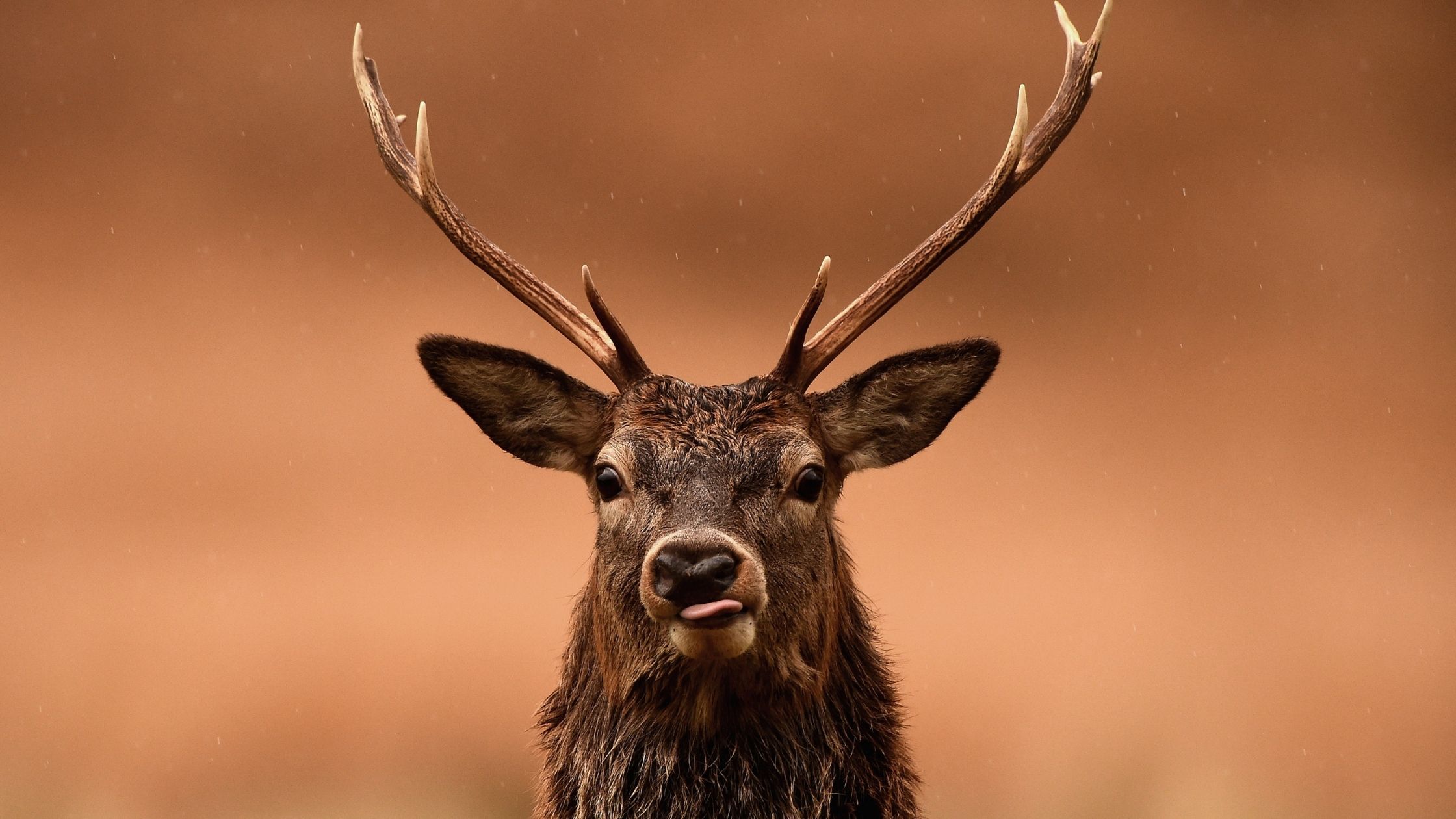 Red deer graze following the end of the rutting season on Nov. 12, 2014, in Glen Etive, Scotland.