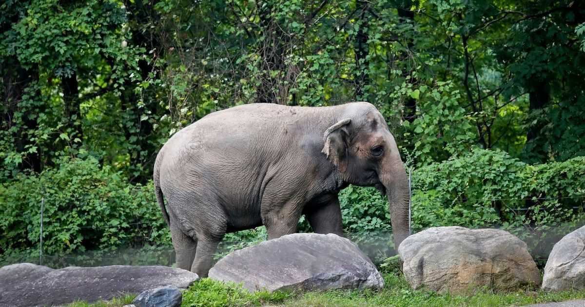 'Happy,' a 49-year-old Asian elephant, strolls inside the Bronx Zoo in New York on Oct. 2, 2018.