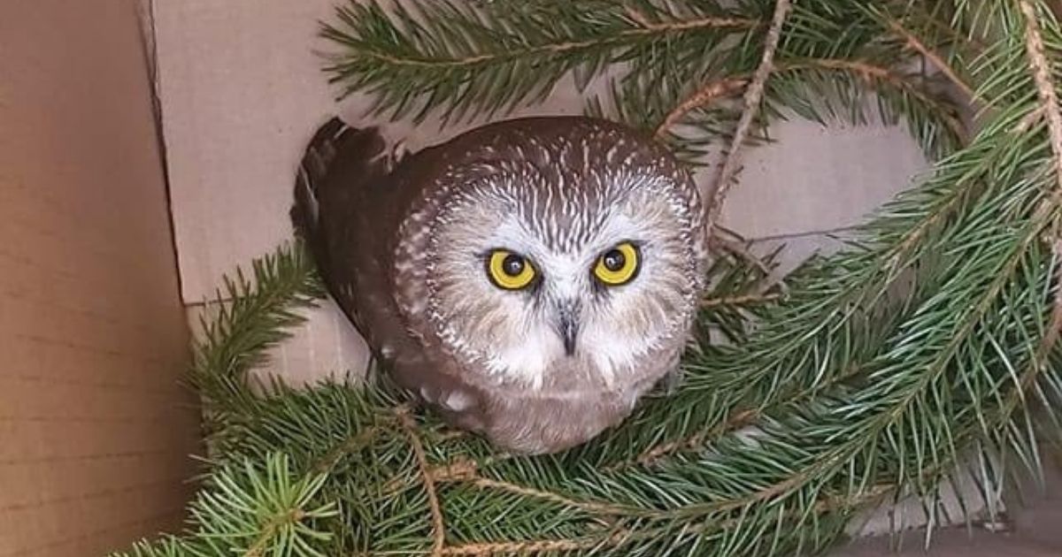 A small owl was found in the Christmas tree being set up at the Rockefeller Center in New York City.