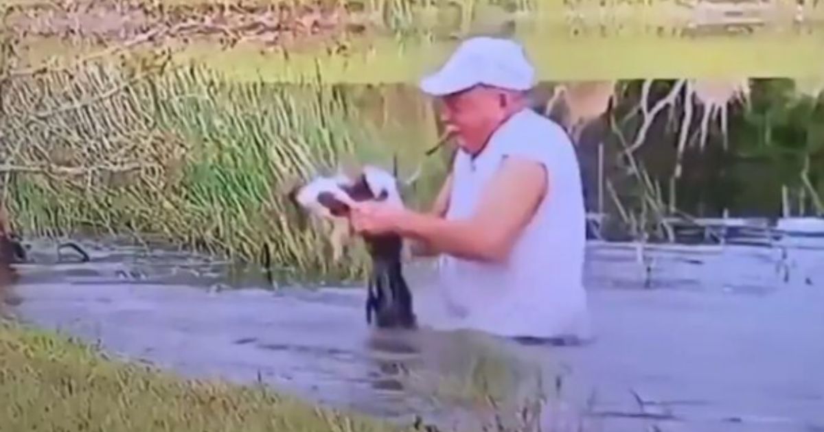 A 74-year-old man rescues his puppy from the jaws of an alligator in a pond in Florida in late October 2020.