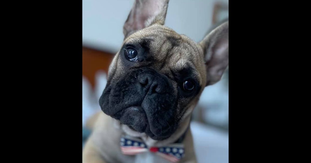 Wilbur Beast, a 6-month-old French bulldog, won the mayoral race in Rabbit Hash, Kentucky.