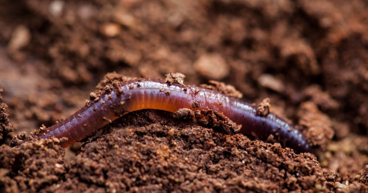 The above stock photo shows a worm digging itself in the humid soil.
