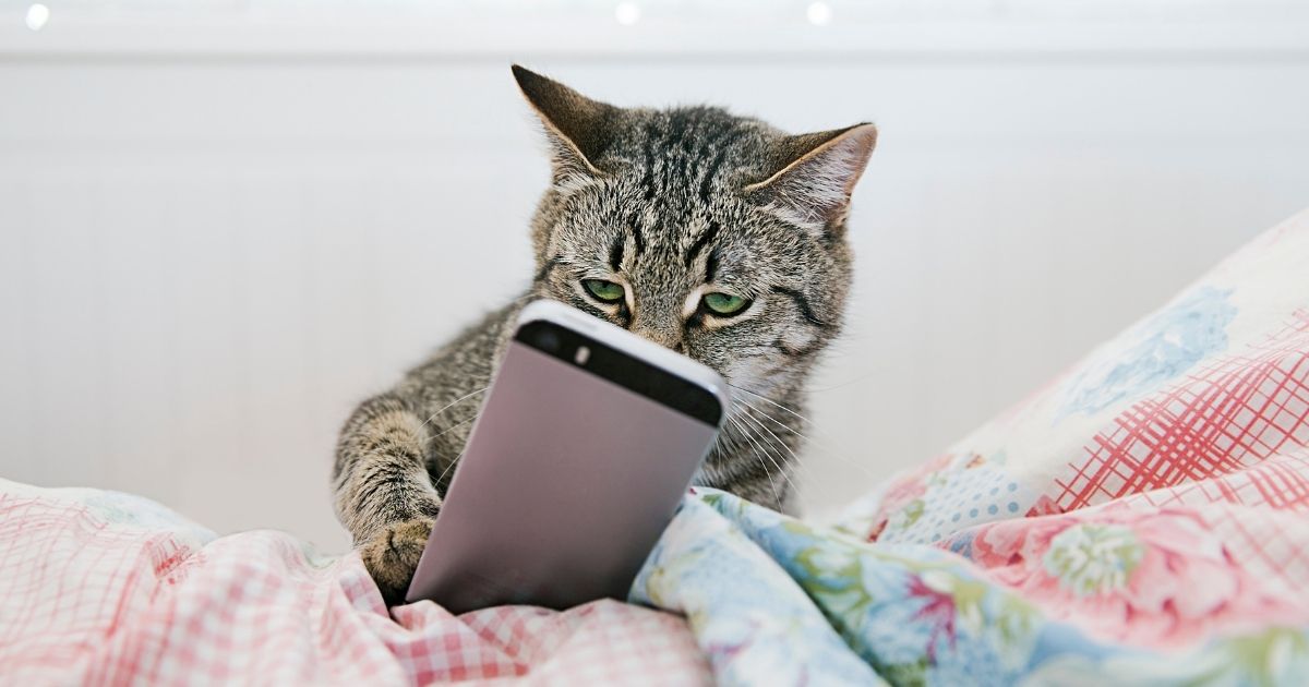 Cat using a phone