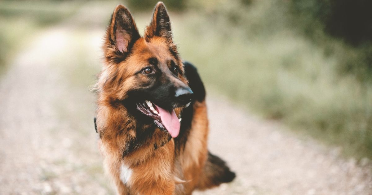 This stock image shows a German shepherd.