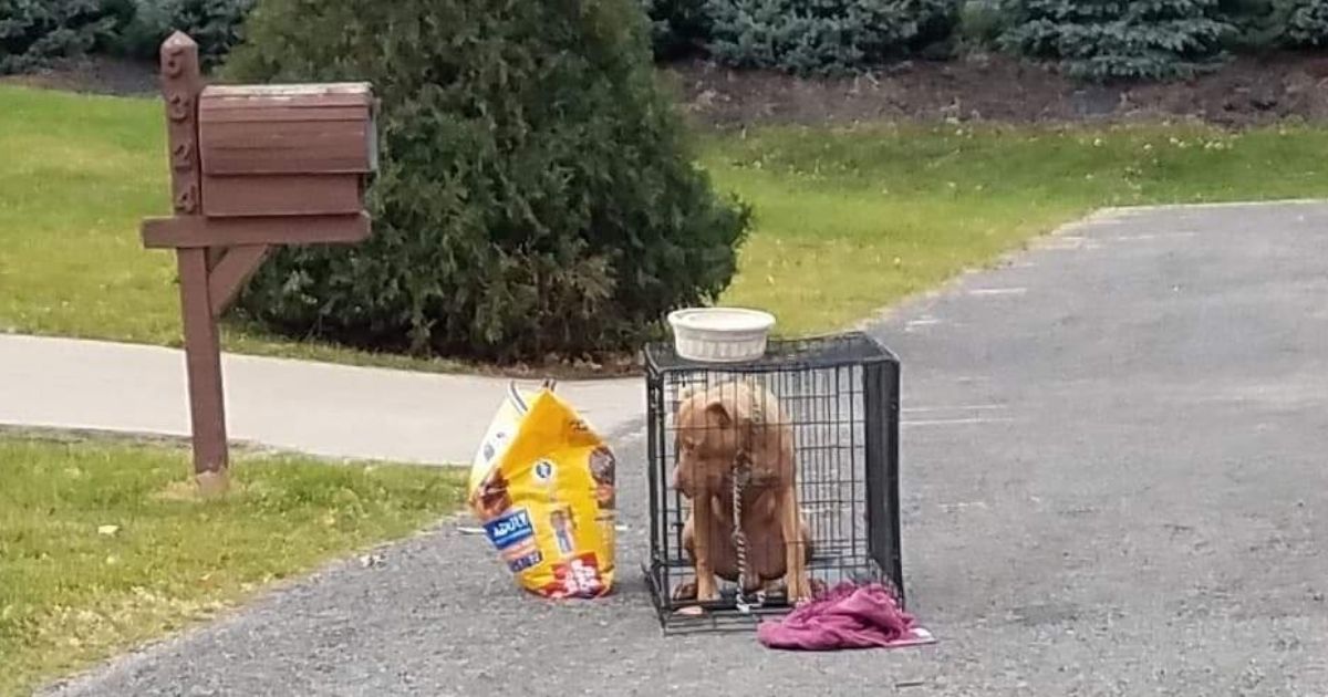 A dog that was found abandoned in a cage on a dead-end road in Michigan.