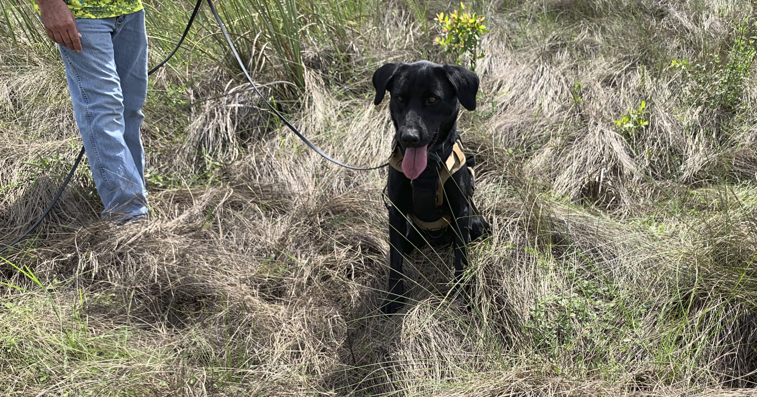 Truman sits near an area where he tracked down an 8-foot-python on Dec. 8, 2020, in Miami-Dade County, Florida