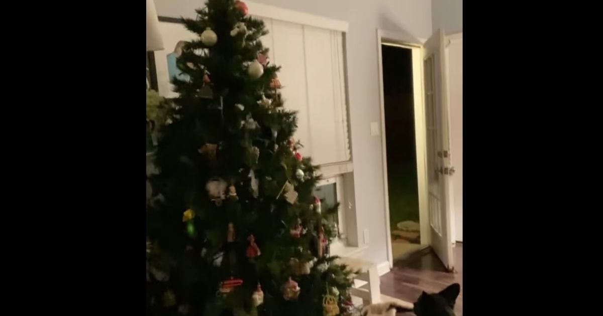 Aubrey Iacobelli had a surprise when she realized there was an animal in her Christmas tree.