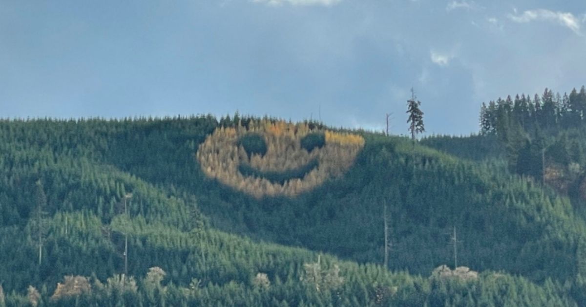The smiley face that appears every fall along Highway 18 near Willamina, Oregon.
